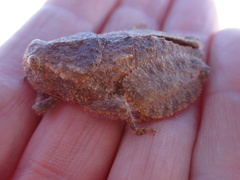 Trachypetrella anderssonii