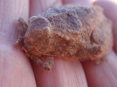 Trachypetrella anderssonii