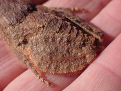 Trachypetrella anderssonii