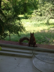 Sciurus vulgaris