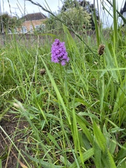 Anacamptis pyramidalis