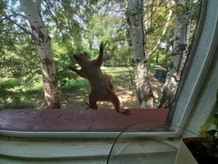 Sciurus vulgaris