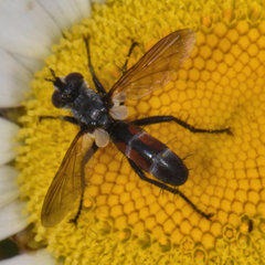 Cylindromyia interrupta