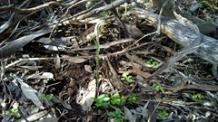 Pterostylis erythroconcha