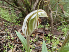 Pterostylis erythroconcha