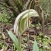 Pterostylis erythroconcha - Photo (c) Robert Lawrence, some rights reserved (CC BY-NC), uploaded by Robert Lawrence