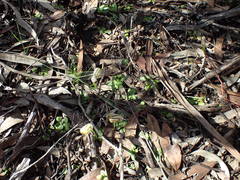Pterostylis erythroconcha