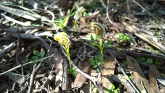 Pterostylis erythroconcha
