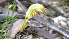 Pterostylis erythroconcha