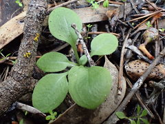 Pterostylis erythroconcha