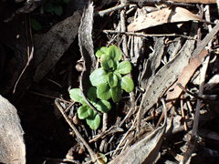Pterostylis erythroconcha