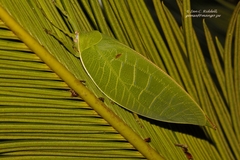 Zabalius ophthalmicus