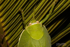 Zabalius ophthalmicus