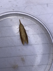 Donacaula forficella