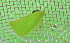 Siphanta acuta