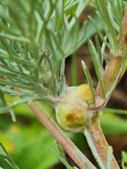 Oedaspis multifasciata