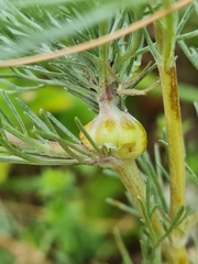 Oedaspis multifasciata