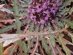 Platycarphella