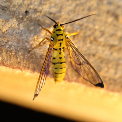 Isanthrene felderi