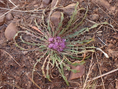 Platycarphella
