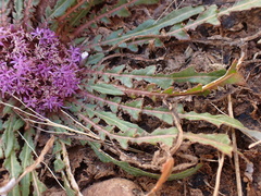 Platycarphella