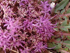 Platycarphella