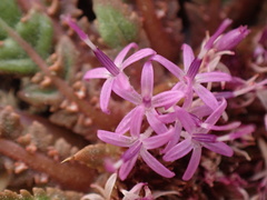 Platycarphella