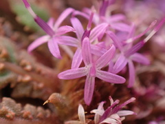 Platycarphella