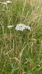 Achillea millefolium