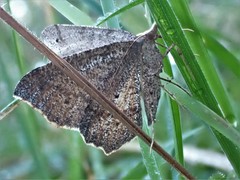Rhinodia rostraria