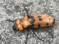 Cissites maculata