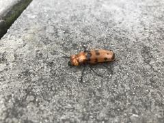 Cissites maculata