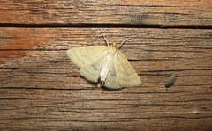 Psammotis pulveralis