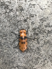 Cissites maculata
