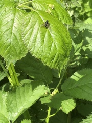 Cheilosia variabilis