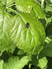 Cheilosia variabilis