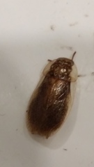 Parellipsidion latipenne