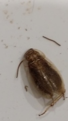 Parellipsidion latipenne