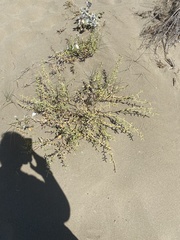 Cakile maritima maritima