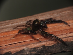Colopsus