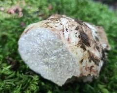 Choiromyces meandriformis