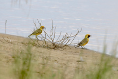 Epthianura aurifrons