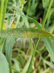 Puccinia striiformis
