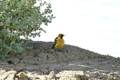 Epthianura aurifrons