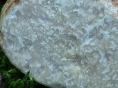 Choiromyces meandriformis