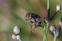 Otites formosa