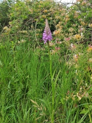 Dactylorhiza fuchsii