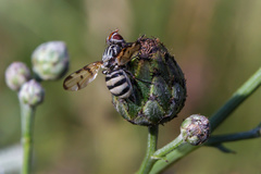 Otites formosa