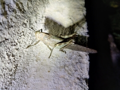 Anacridium flavescens