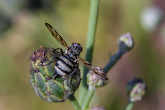 Otites formosa